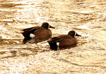 Blue-winged teal photo