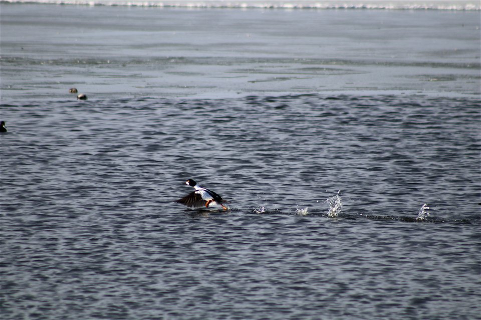 Common Goldeneye Lake Andes National Wildlife Refuge South Dakota