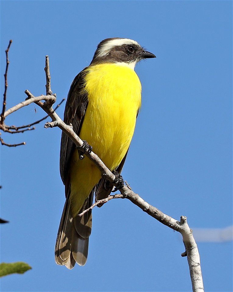 597 - SOCIAL FLYCATCHER (12-24-2021) u of texas brownsville campus, brownsville, cameron co, tx -10