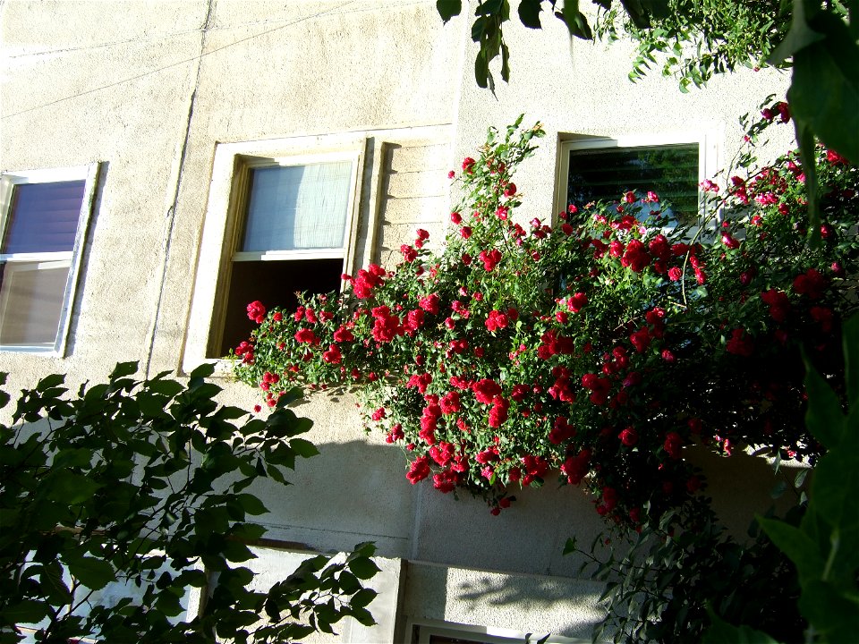 trandaf2009_0531_110644