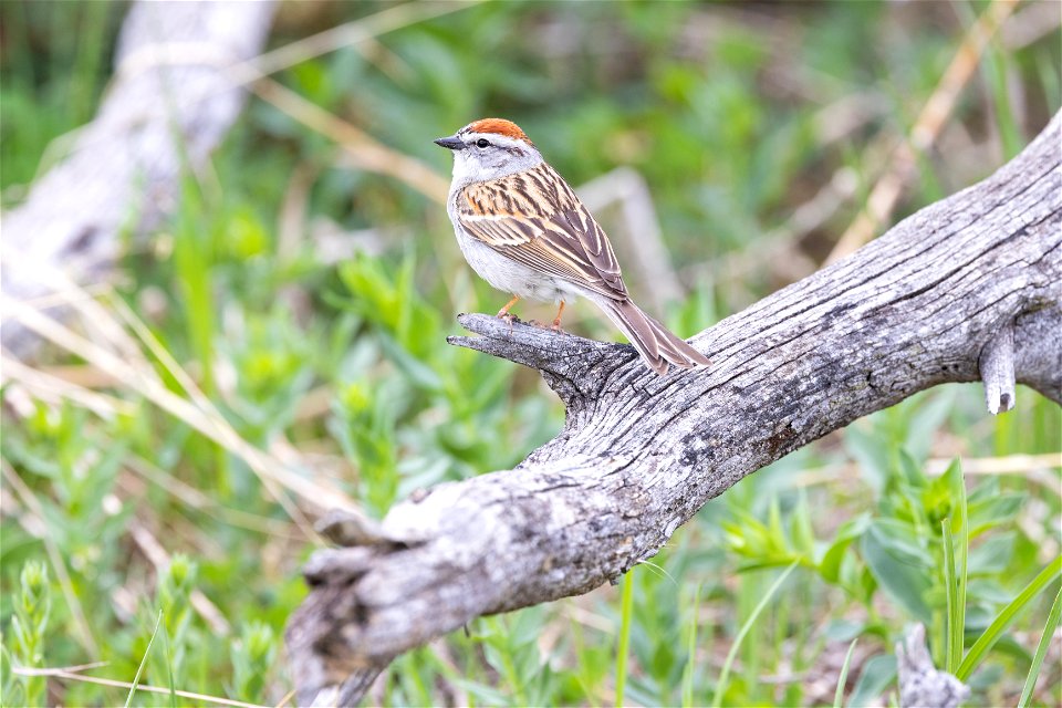 Chipping sparrow (Spizella passerina) perched on a snag