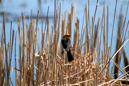 Yellow-headed Blackbird Lake Andes Wetland Management District South Dakota