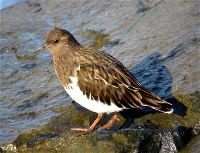 306 - BLACK TURNSTONE (10-2-2021) lighthouse way jetty, crescent city, ca -01