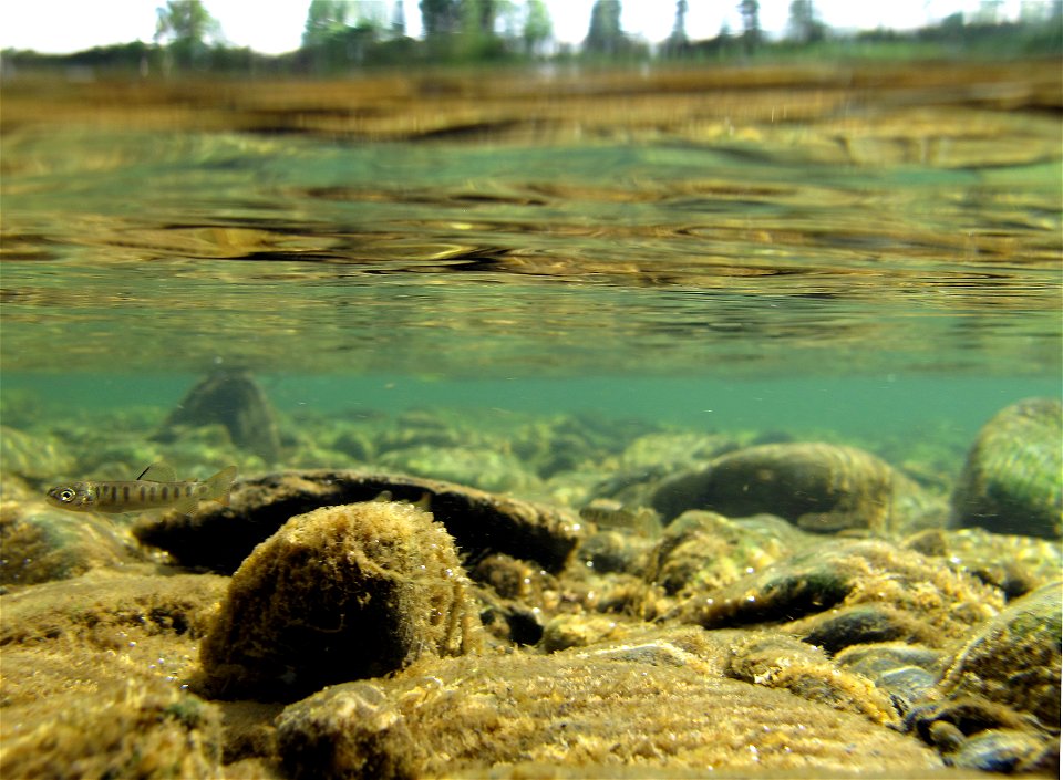 Juvenile salmon near Russian/Kenai River confluence