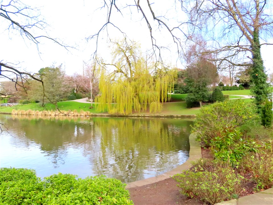 Weeping Willow.