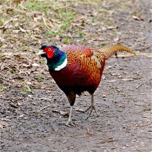 Colourful Cock Pheasant. photo