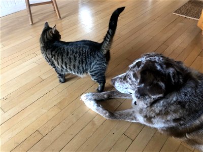 Dog Ignores Cat Act 1 photo