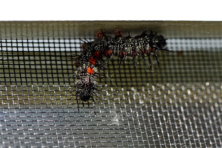 Mourning cloak caterpillar photo