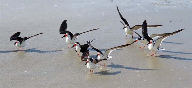 Black Skimmers at the  Boynton Inlet.
