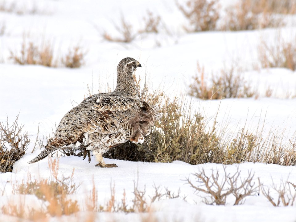 Greater sage-grouse on Seedskadee National Wildlife Refuge