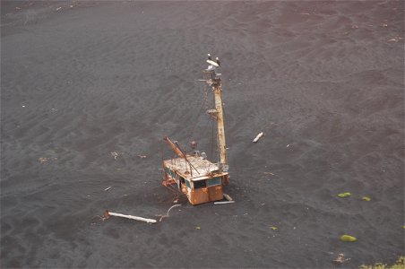 Bald Eagles