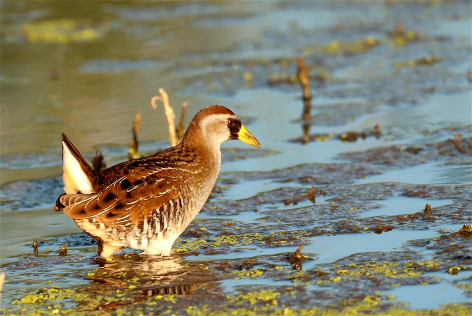 Sora on the Huron Wetland Management District South Dakota