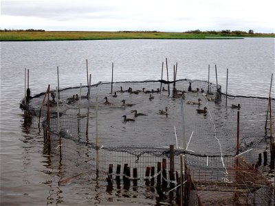 Ducks in net trap photo