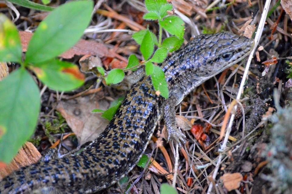 Northern Alligator Lizard - Elgaria coerulea
