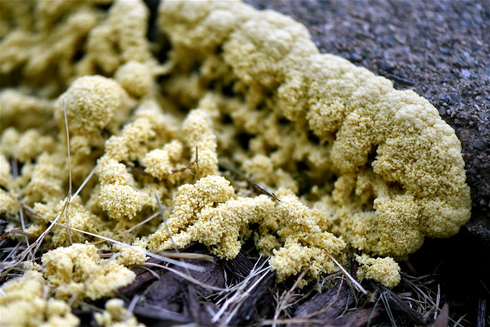 Dog vomit slime mold