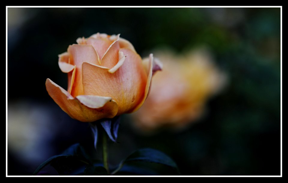 Sombre-the rose garden