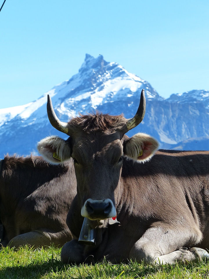 Pasture mountains summer