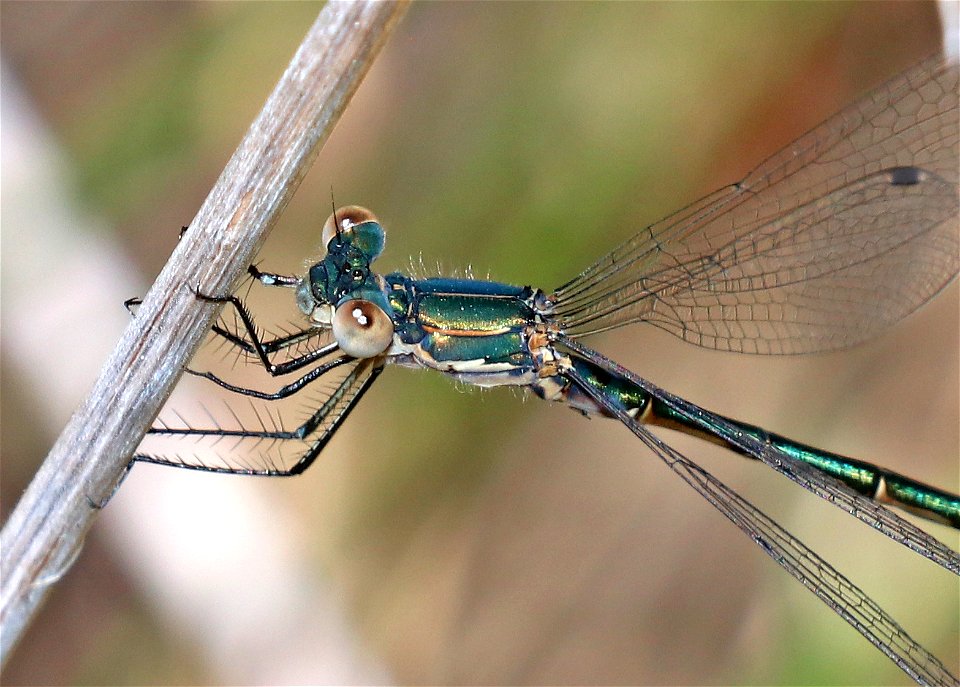 SPREADWING, EMERALD (Lestes dryas) (6-3-2021) sub-adult male, low divide road, del norte co, ca -02