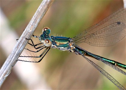 SPREADWING, EMERALD (Lestes dryas) (6-3-2021) sub-adult male, low divide road, del norte co, ca -02 photo