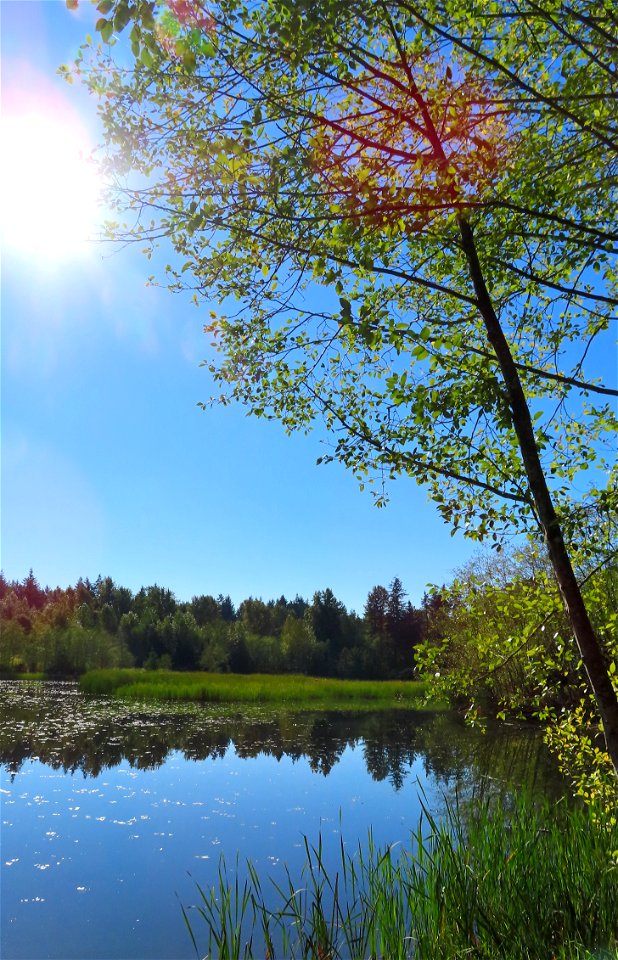 Green Timbers Urban Forest Park