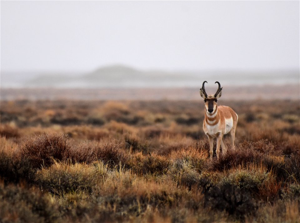 Pronghorn at Seedskadee National Wildlife Refuge