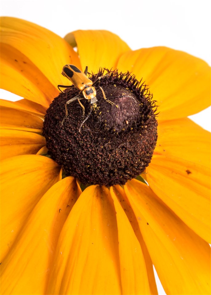 Rudbeckia & soldier beetle