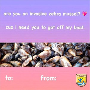 Invasive zebra mussels