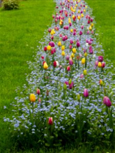 Herestrau Park in spring (65)