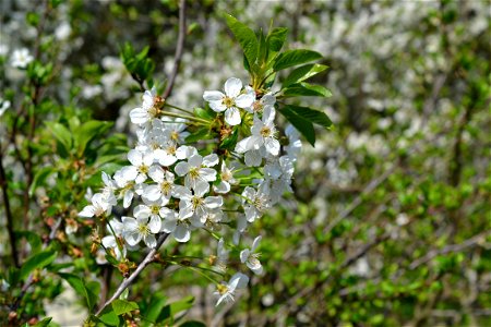 Spring ,April 2023