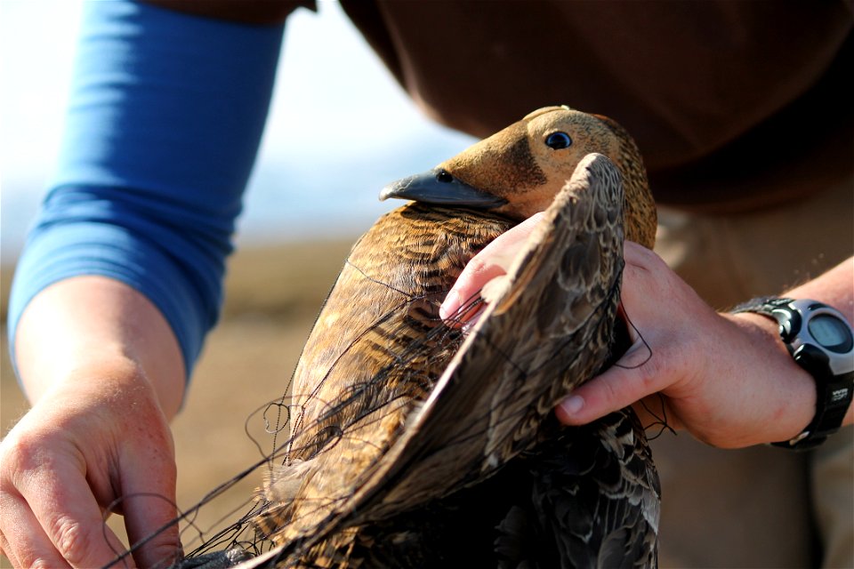 Trapped Spectacled Eider Female