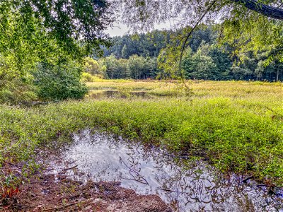 Day 269 -  Clyde Shepherd Nature Preserve