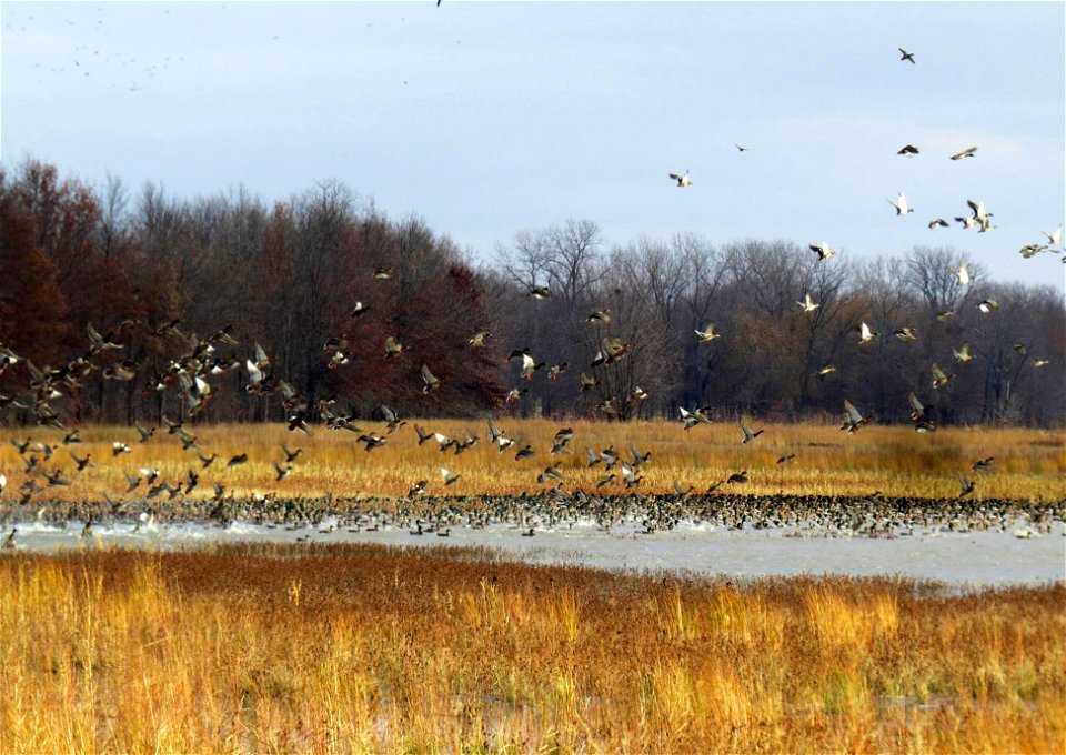Waterfowl at Port Louisa National Wildlife Refuge