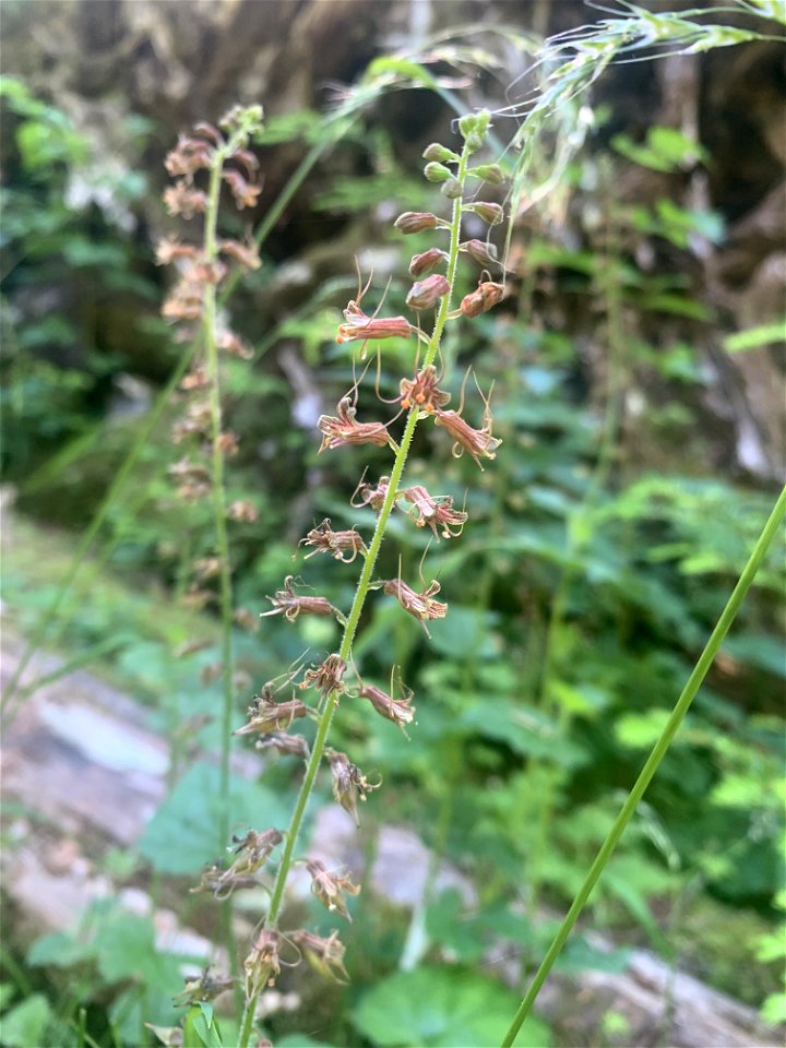 Flowers at Big 4, Mt. Baker-Snoqualmie National Forest. Photo by Sydney Corral June 29, 2021