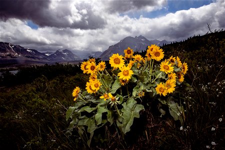 Arrowleaf Balsamroot - Balsamorhiza sagittata