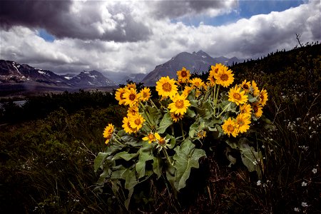 Arrowleaf Balsamroot - Balsamorhiza sagittata photo