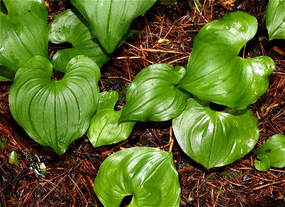 Maianthemum dilatatum (Lily-of-the-valley) (05-09-2022) south tolowa dunes area, del norte co, ca -05
