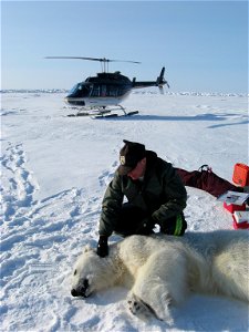 Temporarily sedated polar bear