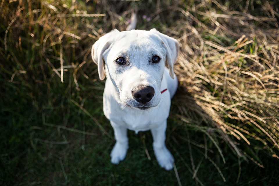 Labrador Puppy photo