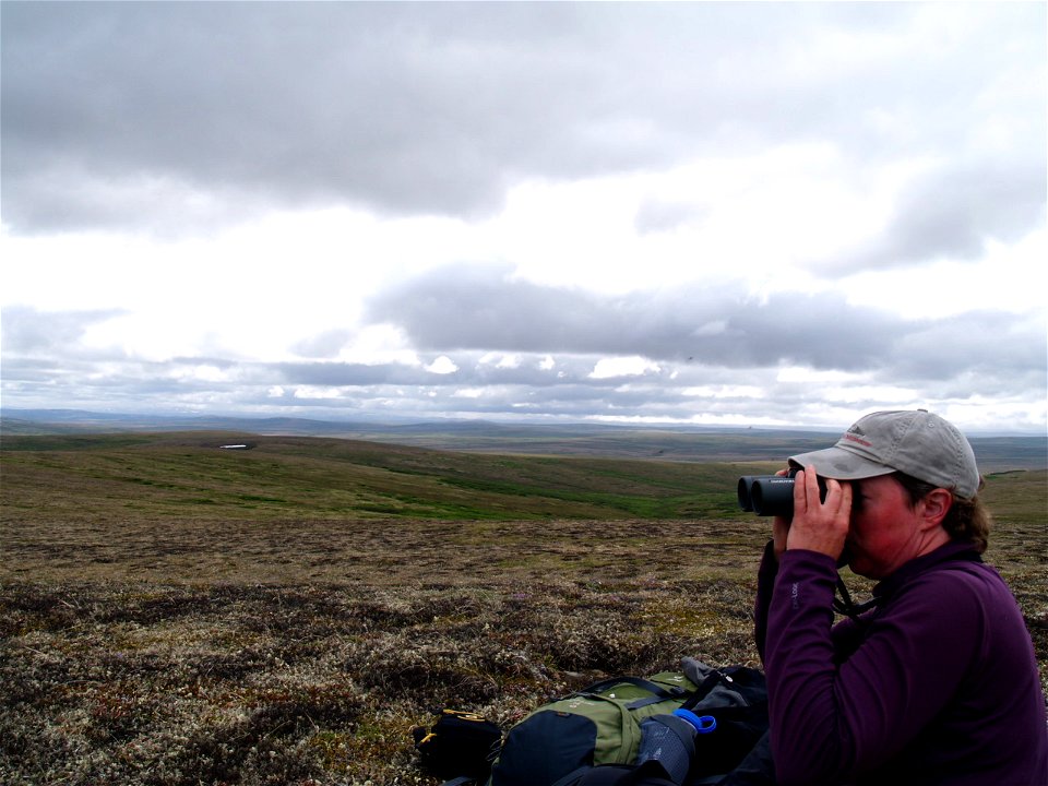 Searching for curlews