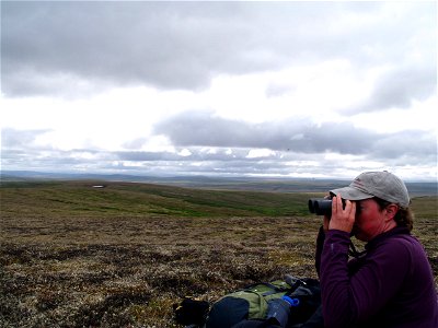 Searching for curlews photo