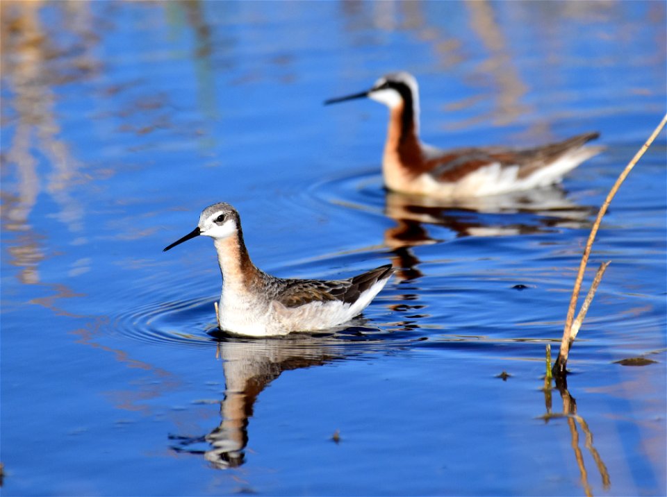 Wilson's phalarope at Seedskadee National Wildlife Refuge