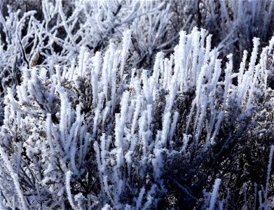 Hoar frost on Wyoming Big Sagebrush