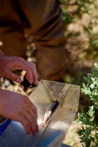 Measuring fish photo