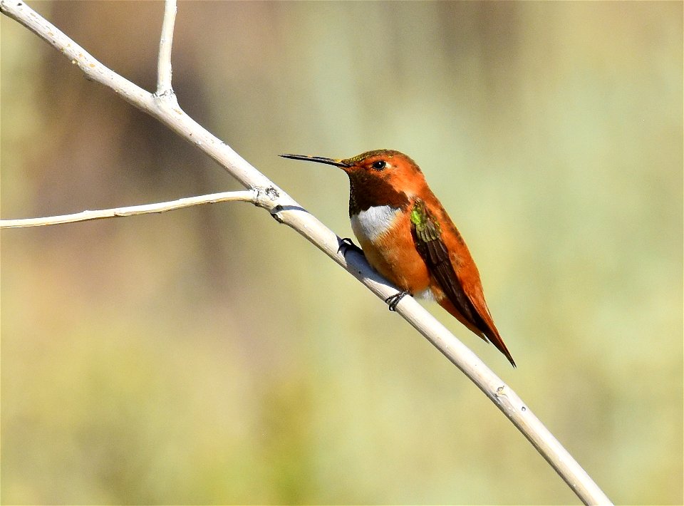 Rufous hummingbird at Seedskadee National Wildlife Refuge