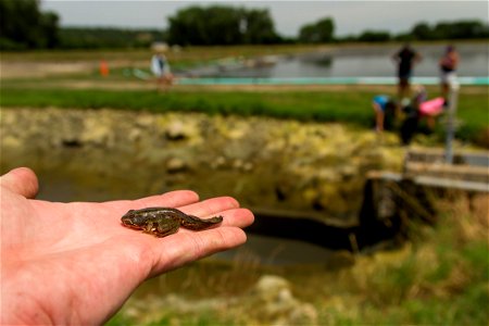 Hatchery Pond Froglet