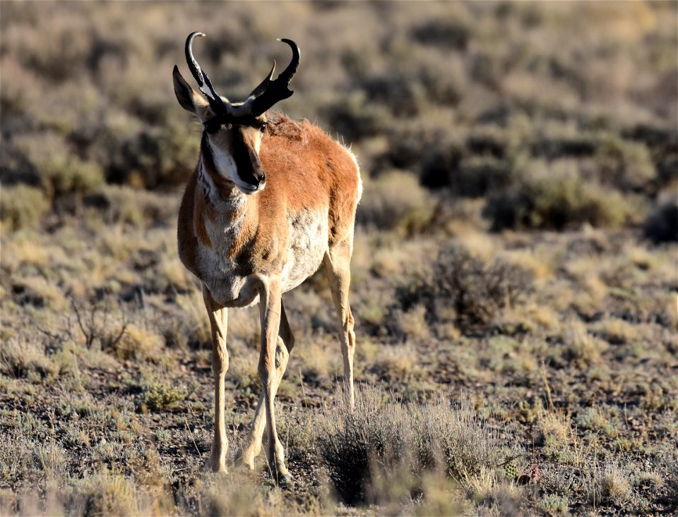 Pronghorn at Seedskadee National Wildlife Refuge