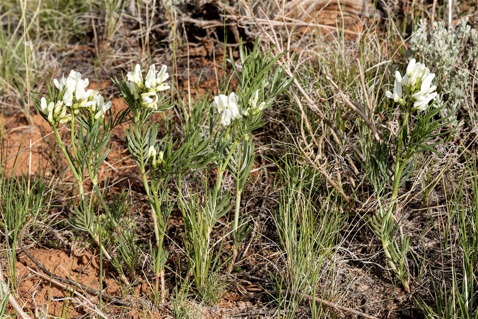 Astragalus pectinatus