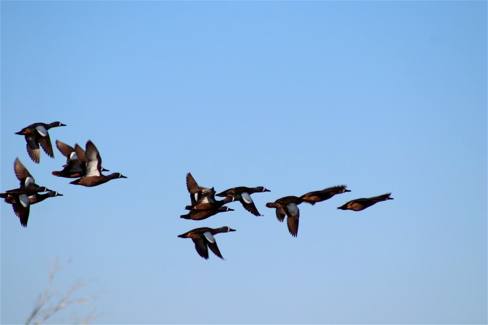 Blue-winged Teal Owens Bay Lake Andes National Wildlife Refuge South Dakota