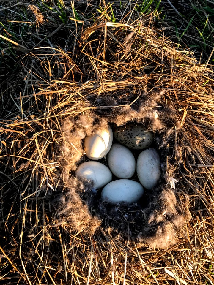 Egg parasitism on a nest