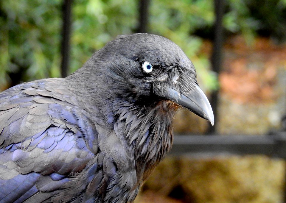 Australian raven